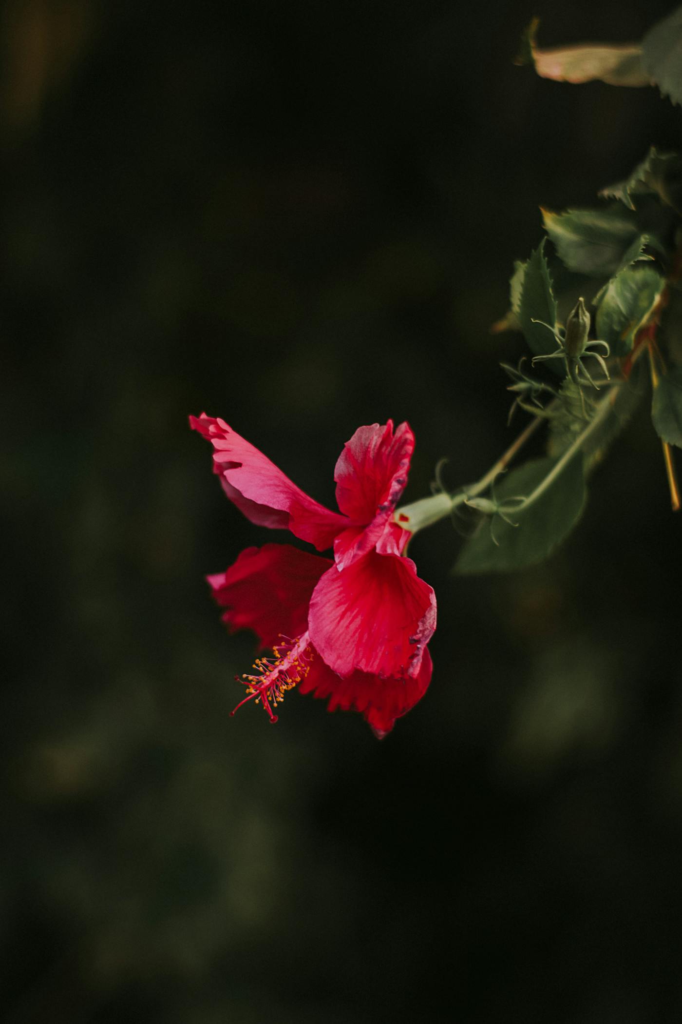 Hibisco