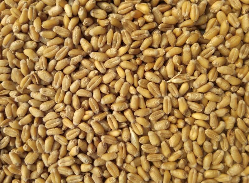Quinoa Real Orgânica